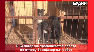 За 5 лет в Белогорске отловили 888 безнадзорных собак