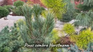 Pinus cembra Horstmann