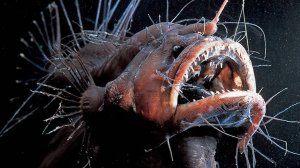 6 САМЫХ ОПАСНЫХ ОБИТАТЕЛЕЙ МОРСКИХ ГЛУБИН. Самые Опасные Рыбы Убийцы