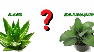Растения Алоэ и каланхоэ