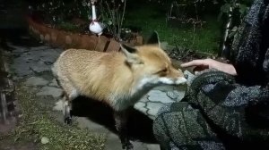 (1162) Лиса приходит в гости. Ноябрь 2025