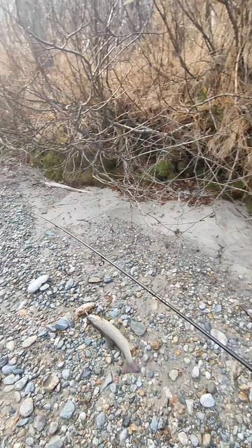 Форель - трофей