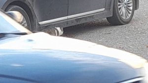 Вчера кота соседского запечатлел.