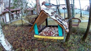 "Домик"  Кормушка для птиц. Синица, Воробей, Сойка, Поползень 30.10.25