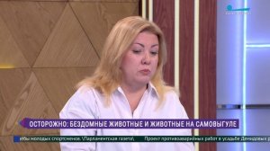 Осторожно: бездомные животные и животные на самовыгуле