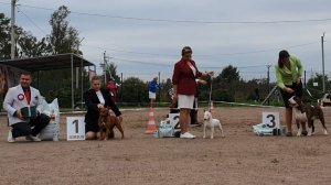 13.09.2025, СПб. Клуб "Невский Дебют" (РКФ, РФСС). Выставка собак CAC 3 группы FCI