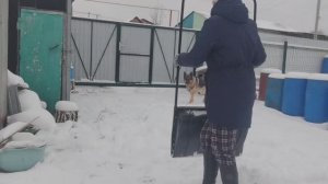 Началась зимняя забава: Бос и я чистим снег. Дневник за 7 ноября 2025 год