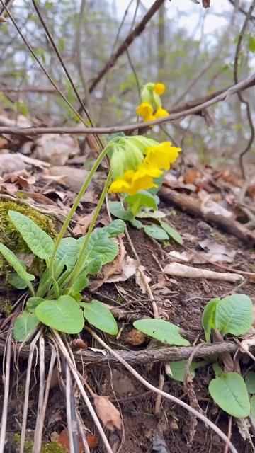 Хорошее настроение там, где шумит вода и живет лес... #поход #горы #природа #водопад смотреть онлайн