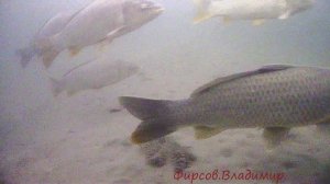 Четверг! рыбный день.