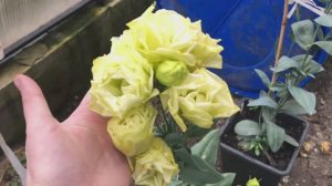 Убираю томаты в теплице.Перец Апельсин.СвЁкла.Эустома.Обшиваем коридор.Малина ещё растет.