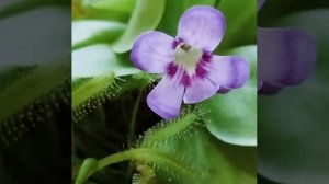 Жирянка  Тина зацвёла🌸