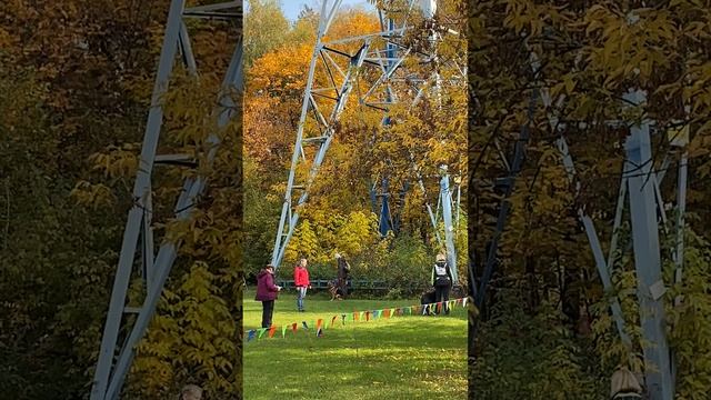 ВЕО Валентлайф Фуджиминори, 4 года, Соревнования на КСС Варяг 11.10.2025г.   Рядом