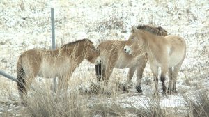 Акклиматизация лошадей Пржевальского в Хакасии проходит успешно