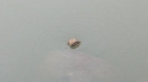 Чудо! Камень крутится на поверхности воды @ Москва, Ивановский отстойник, 01.01.2024