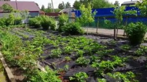 7 соток. Хроника Дача. Июнь 2022 год. mp4