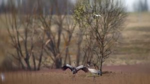 Живая природа 26.09.25 (Виноград)