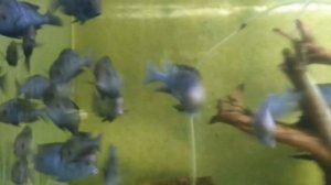 Великий боксёр перевернулся бы в гробу,если узнал как назвали эту рыбку! История разведения.