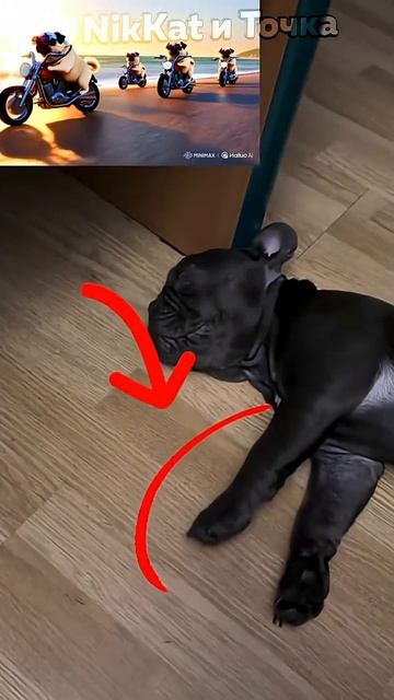 Рыбки плавают по дну, Парадеевич |Свежие Мемы из TikTok в Shorts! #nikkat #мем #новости смотреть онлайн