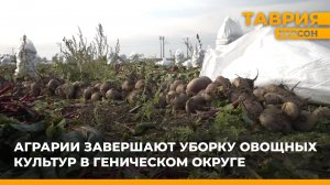 Аграрии завершают уборку овощных культур в Геническом округе