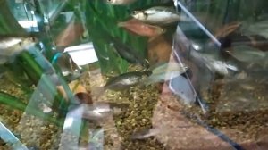 Самая частая ошибка , допускаемая при устройстве аквариума.