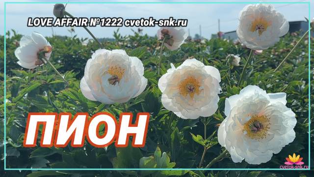 Белый ИТО-пион Love Affair / Сад Ворошиловой