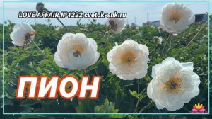 Белый ИТО-пион Love Affair / Сад Ворошиловой