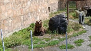 Медведь ловит яблоки @ Домбай, 2025