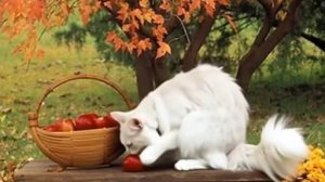 СКАЗКА НА НОЧЬ: «Осенний сад»