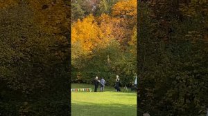 ВЕО Валентлайф Фуджиминори, 4 года. Соревнования на КСС Варяг 11.10.2025г.  Апорт, отказ от корма.