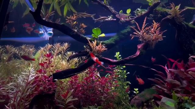 красивый аквариум смотреть онлайн