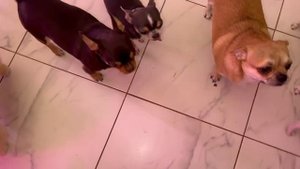 Унюхали и выпросили.