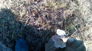 Коп Металлом 2/11/2025г, Копаем в новом месте, часть 1