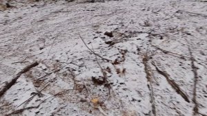 Старая делянка и странные железные конуса