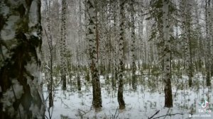 Слезы как березы