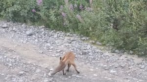 Лисичка собирает дань с туристов @ Мурманская область, 2025