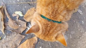 Рыжий красавчик🐈💕