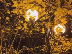 Волшебный вечер