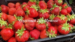 Чудесный сад Ирины. Земляника садовая крупноплодная Кармен
