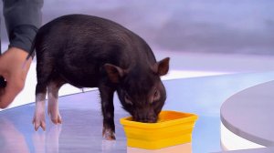 Минипиг устроил "скандал" из-за еды в студии "Давай поженимся!"