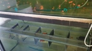 Как получать много живородящих рыбок?Изолятор.