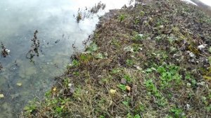 Глубина 30см ,а вся щука там!