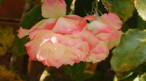 05=11=2025  уни  ПВН   (141)