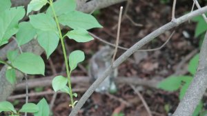 Птенец в парке