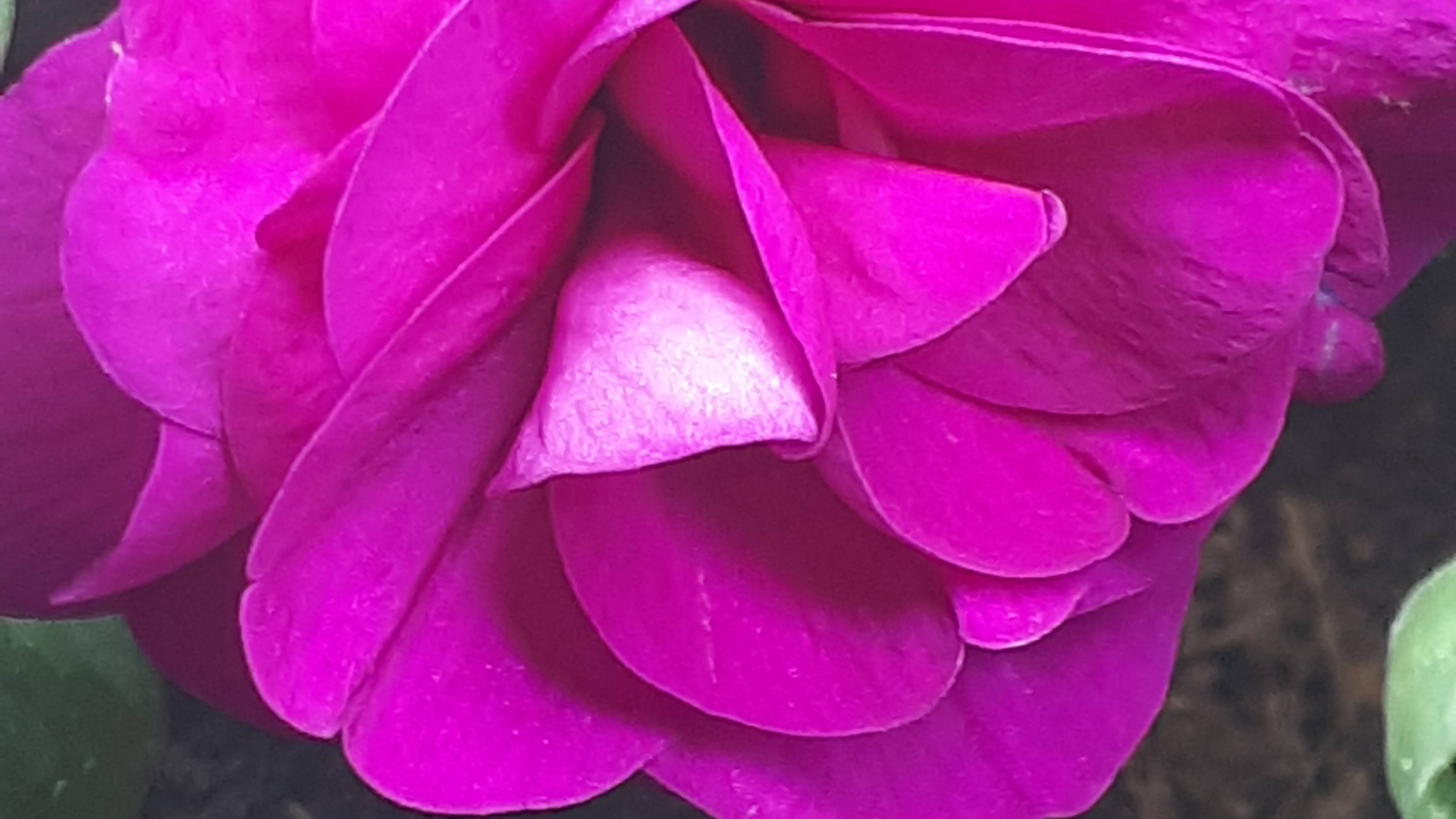 Осень приносит свежие цветы. В посылке — фуксии, бегонии и бальзамины.