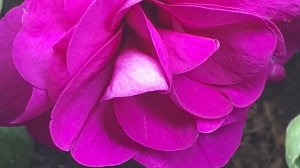 Осень приносит свежие цветы. В посылке — фуксии, бегонии и бальзамины.