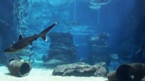 Большой аквариум с акулами 4K Расслабляющая аквариумная музыка Акулы и океанские рыбы