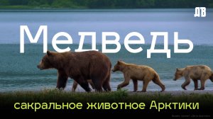 Дети Арктики: курильские медведи