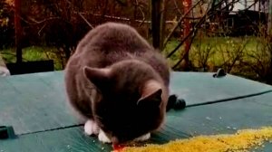 НЕОЖИДАННЫЙ ГУРМАН!