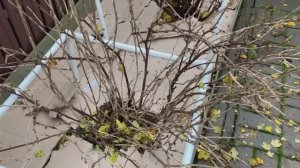 Кустарники осенью.