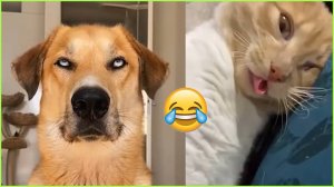 СМЕШНО ДО СЛЕЗ 😹😍 СМЕШНЫЕ КОТЫ, ЛУЧШИЕ ПРИКОЛЫ С КОТАМИ, КОШКИ, СОБАКИ , ЖИВОТНЫЕ 🥰